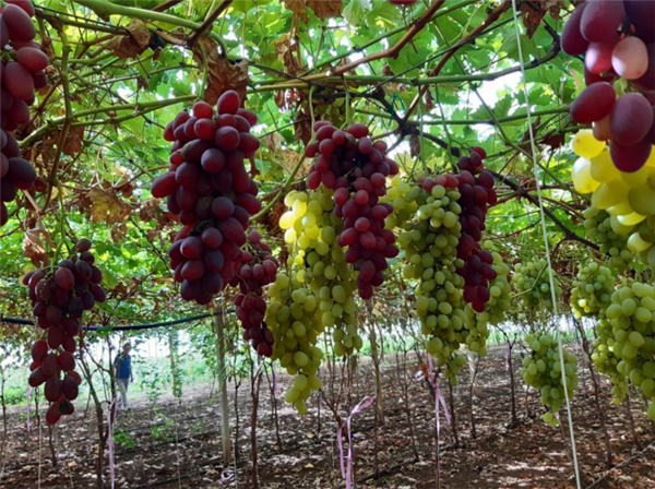 Al Macfrut Table Grape Symposium i programmi di breeding dell’Università di Catania